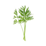 Mini Carrot Leaves