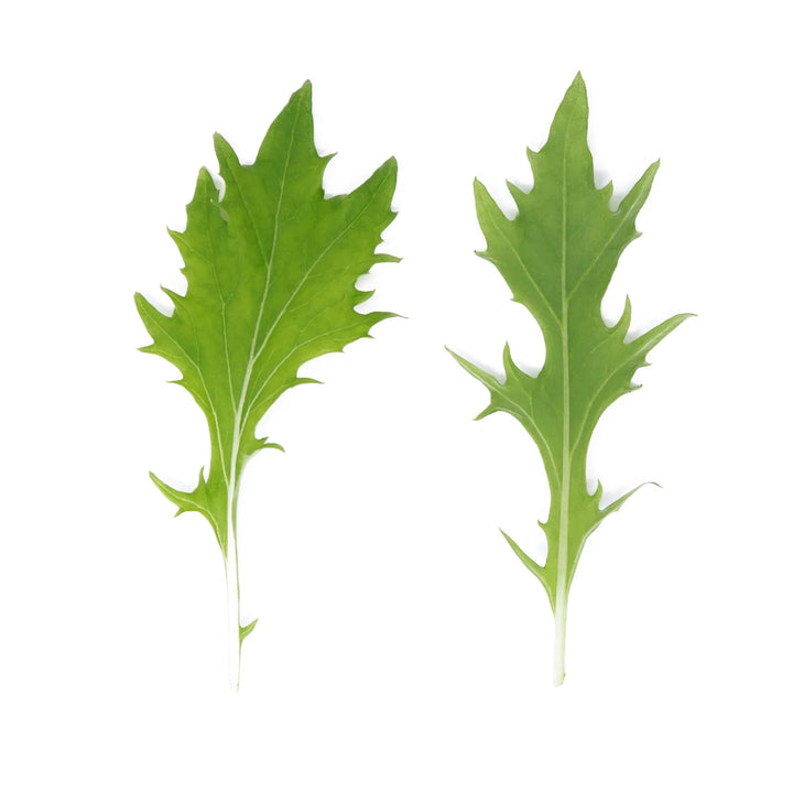 Mini Mizuna Leaves
