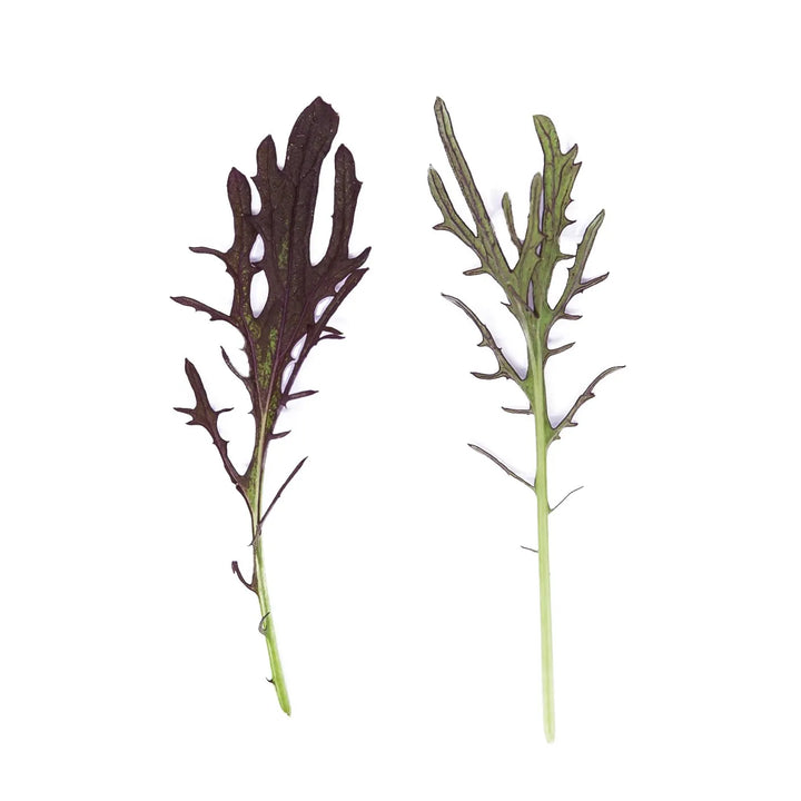Mini Mustard Red Frills Leaves