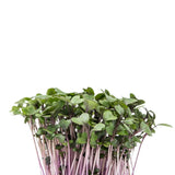 Red Cabbage