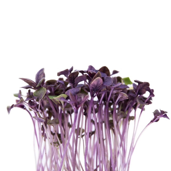 Purple Basil
