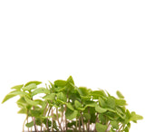 Albahaca Thai