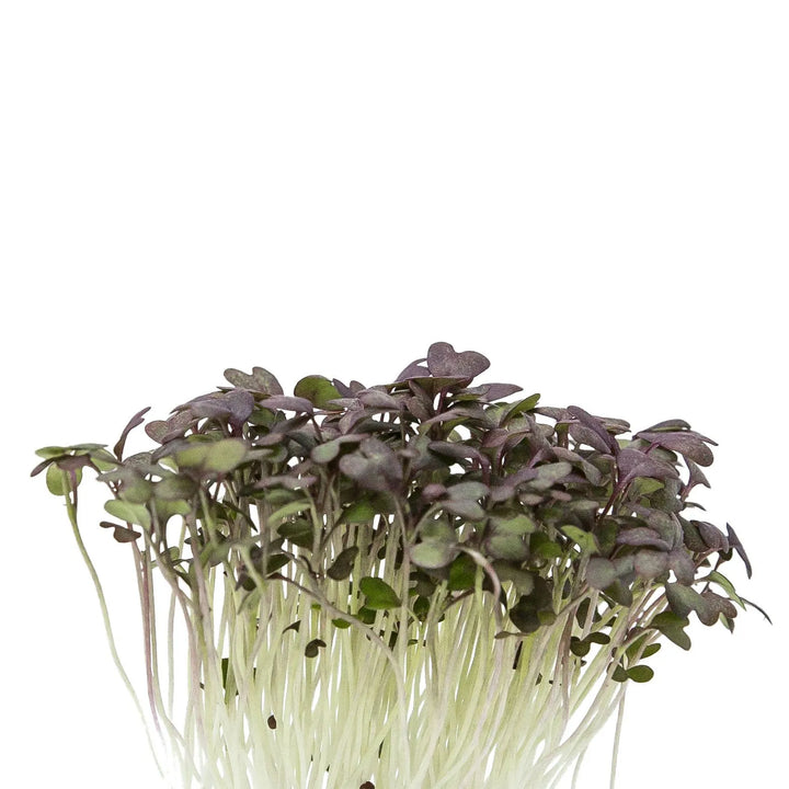 Red Mustard