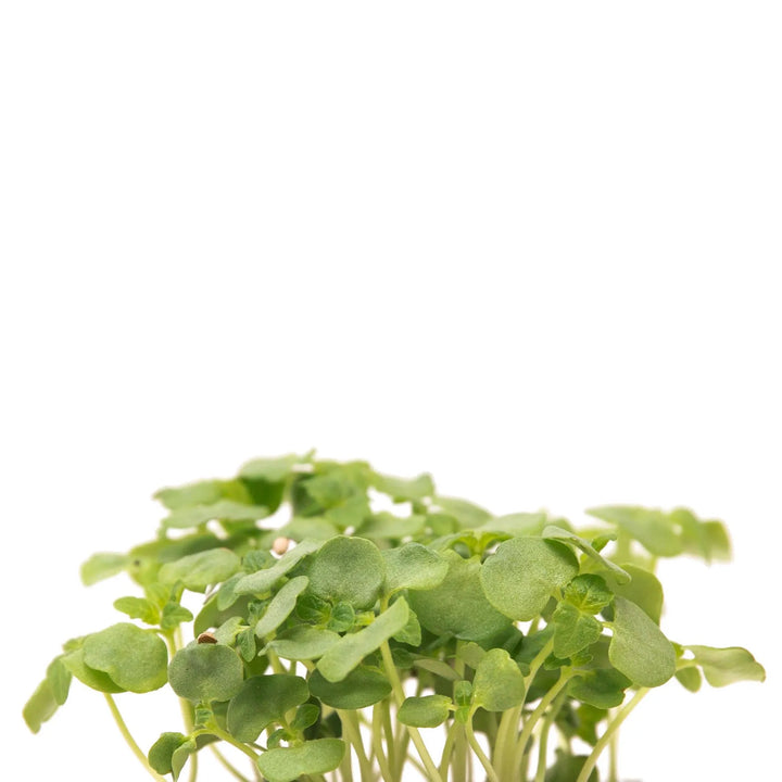 Green Shiso