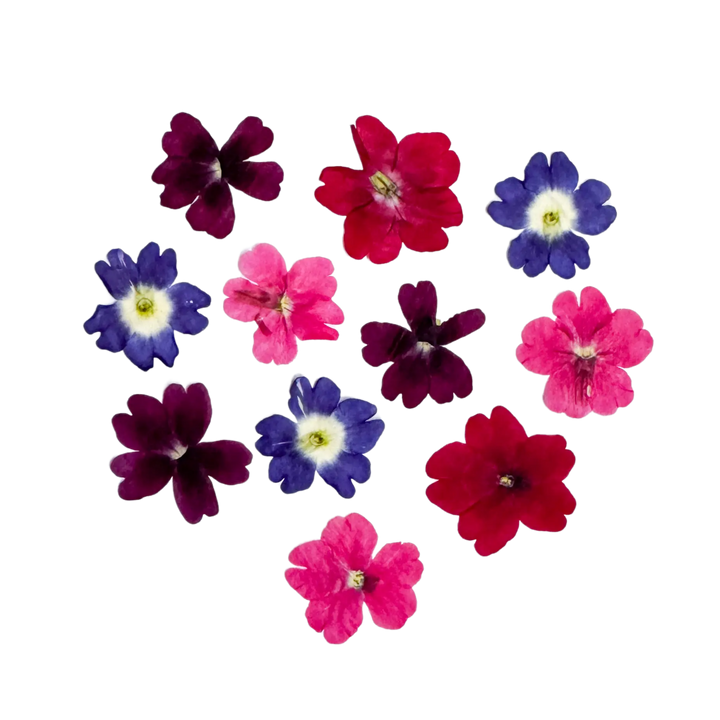 Dried and Pressed Verbena