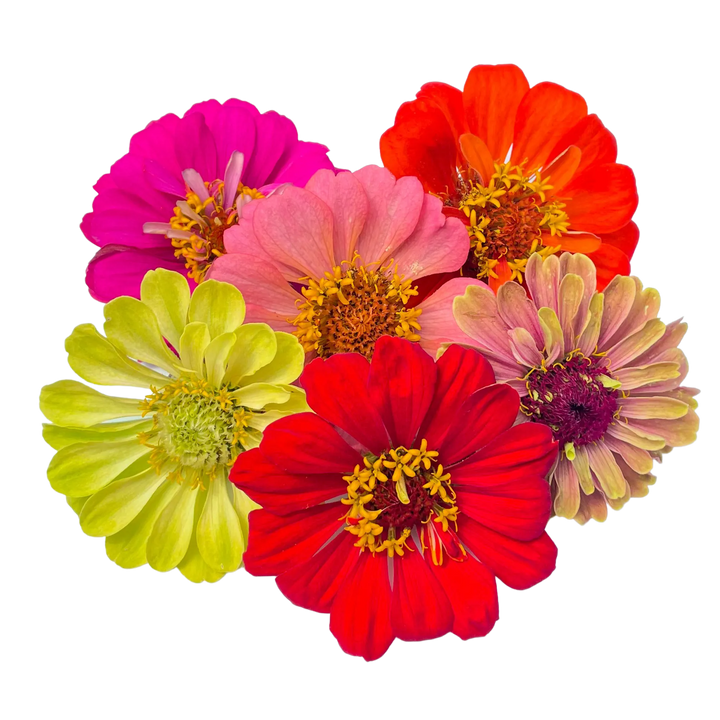 Zinnias