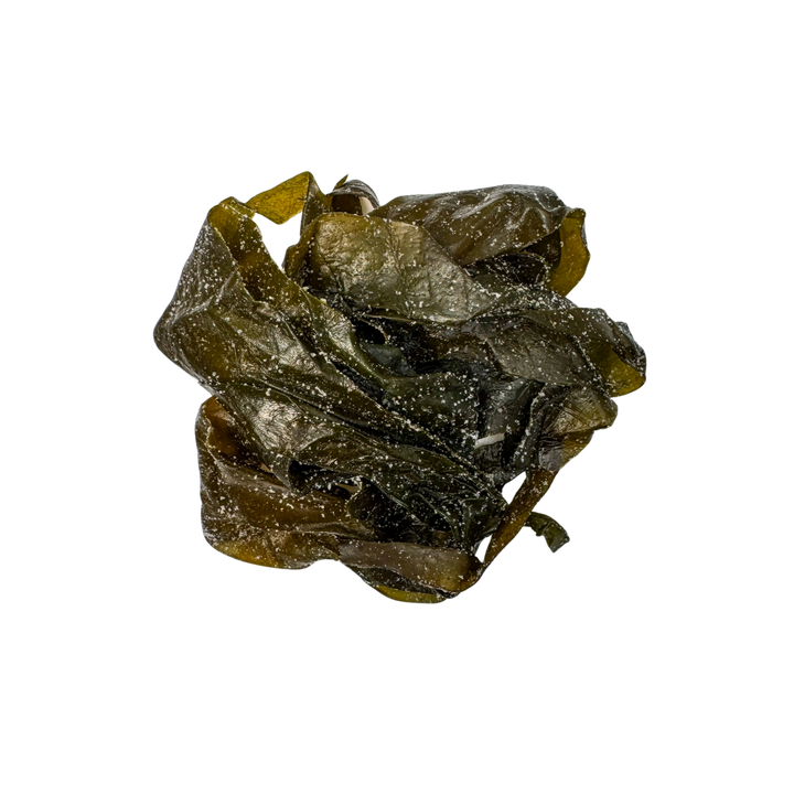 Alga Kombu