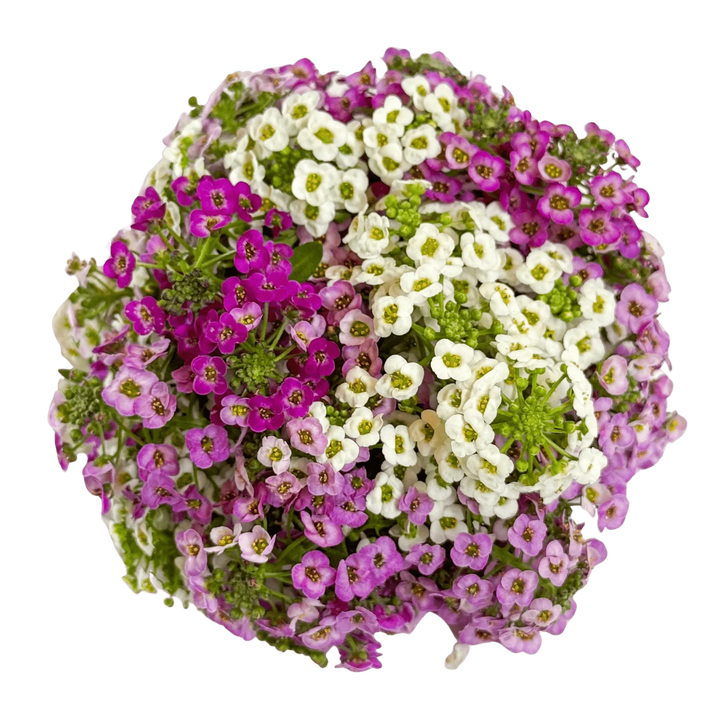 Alyssum
