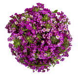 Alyssum