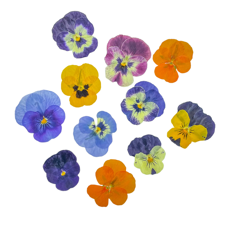 Dried and Pressed Mini Pansies
