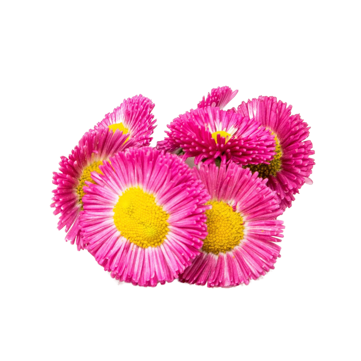 Bellis