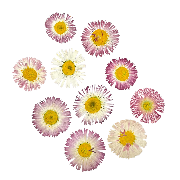 Dried and Pressed Bellis