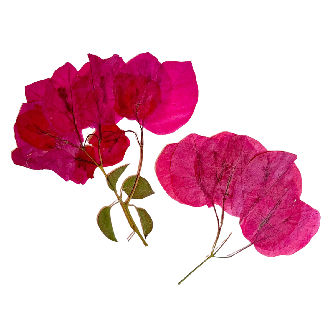 Bougainvillea Desidratada e Prensada