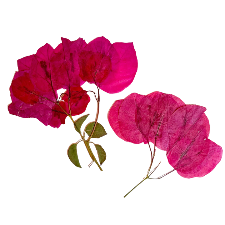 Dried and Pressed Bougainvillea