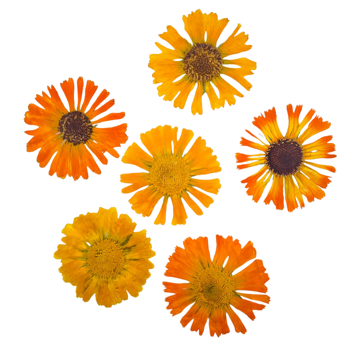 Dried and Pressed Calendulas