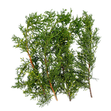 Cedar Branches