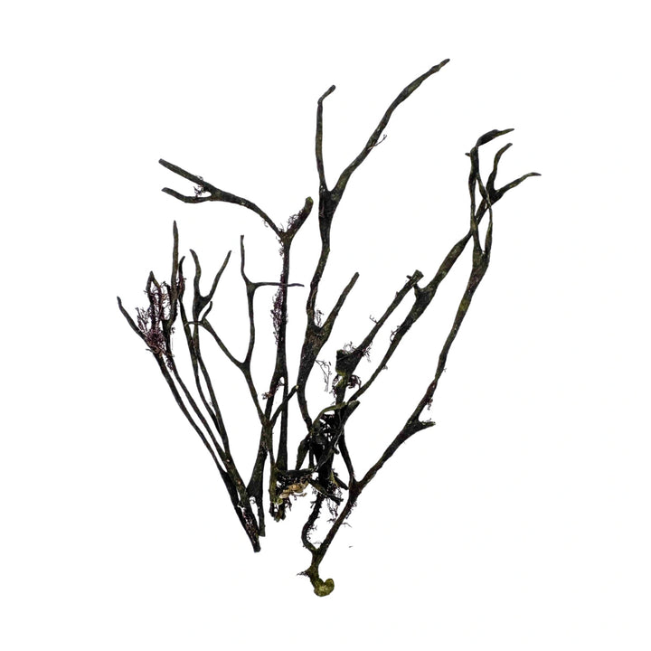 Alga Codium Deshidratada