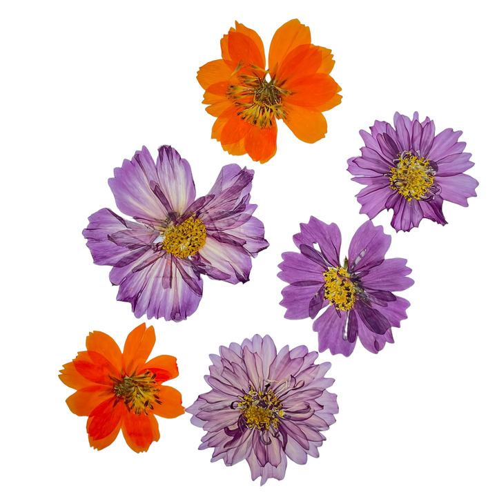 Dried and Pressed Cosmos