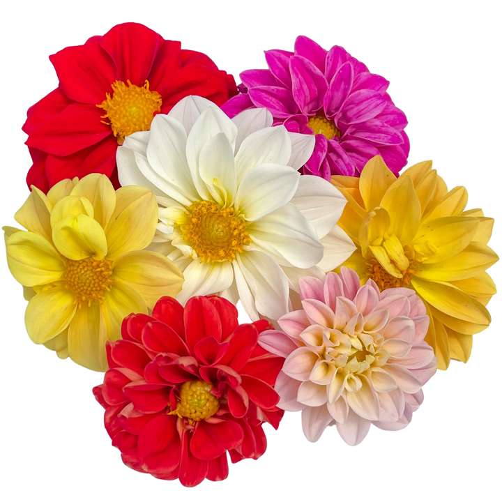 Dahlias