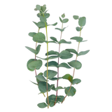 Eucalyptus Branches