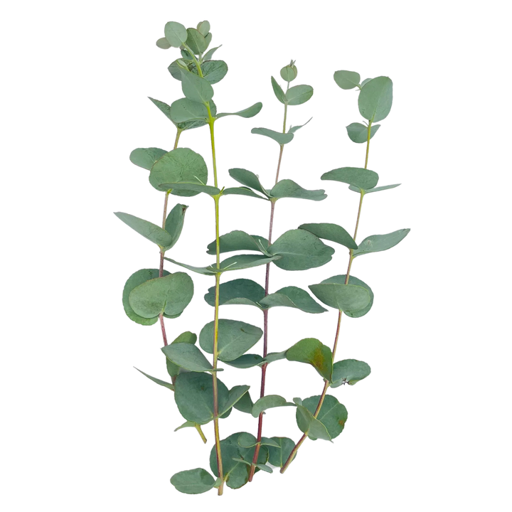 Branches d’Eucalyptus