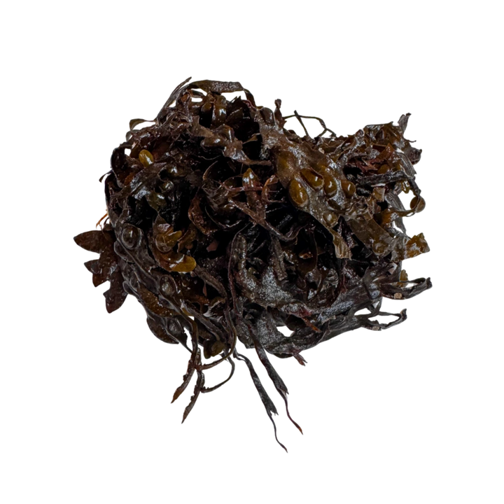Alga Fucus