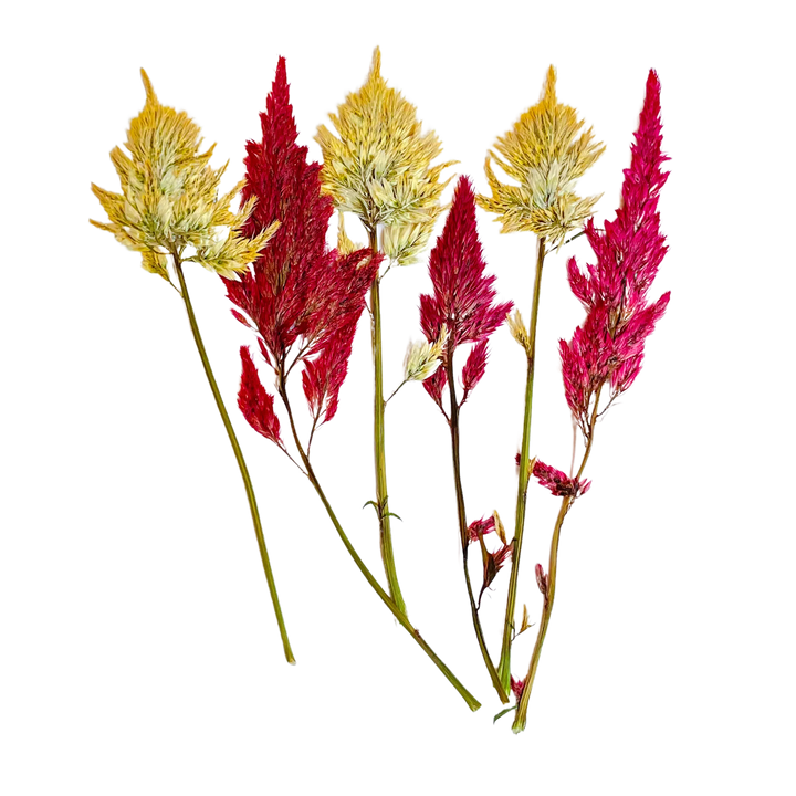 Dried and Pressed Firesticks