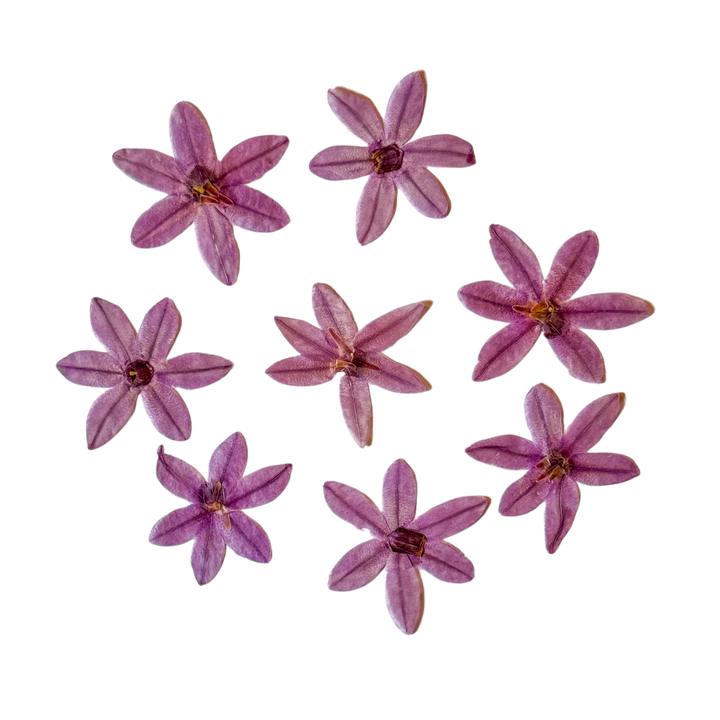 Dried and Pressed Garlic Flower
