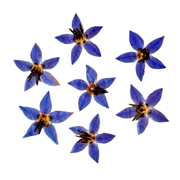 Flor de Borragem Desidratada e Prensada