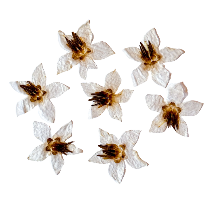 Dried and Pressed White Borage Flower