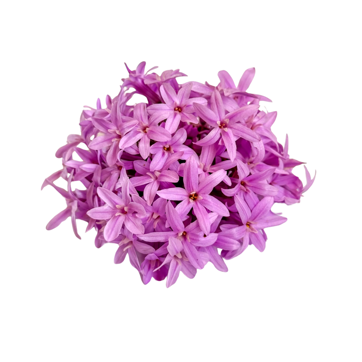 Flor de Alho