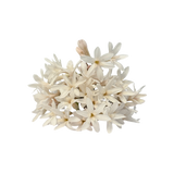 Flor de Alho Branca