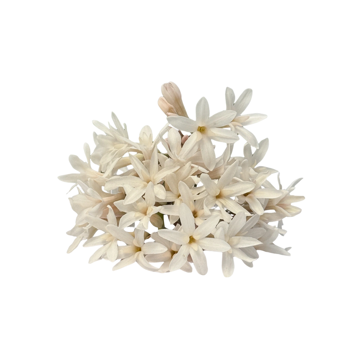 Flor de Alho Branca