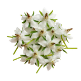 Flor de Borragem Branca