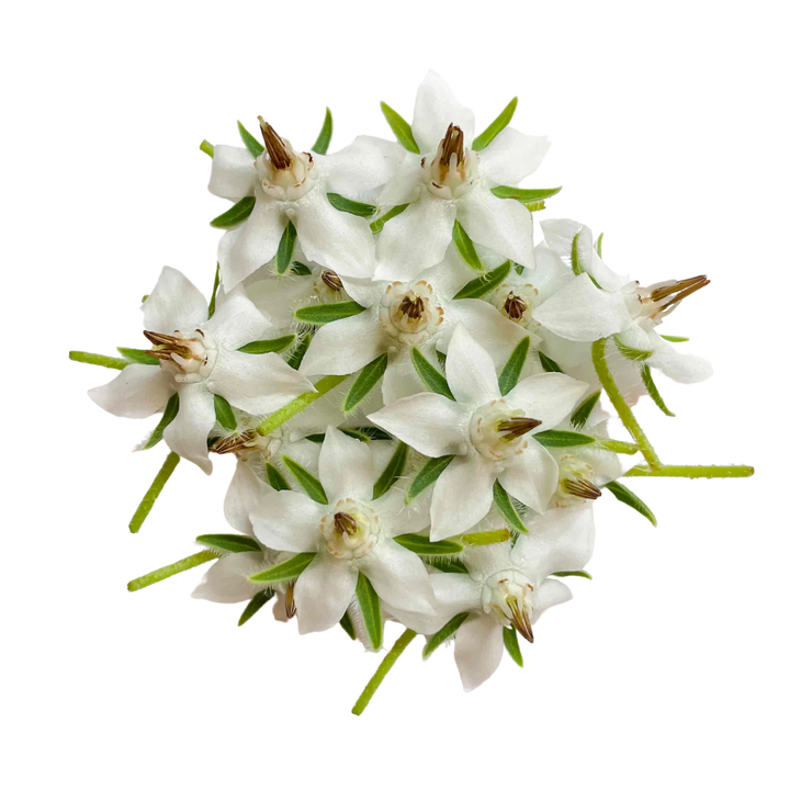 Fleur de Bourrache Blanche