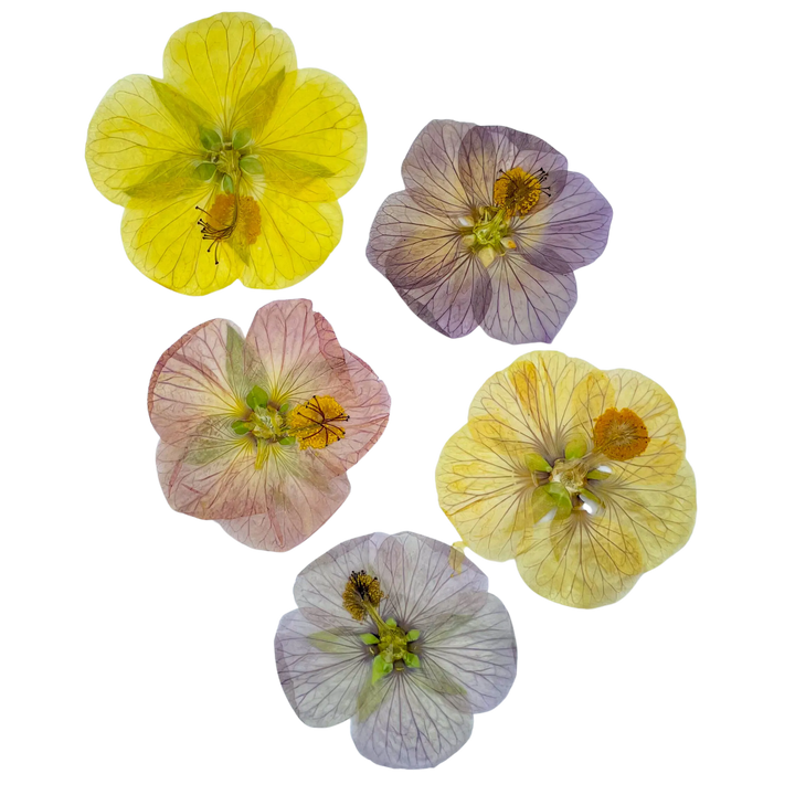 Dried and Pressed Abutilon Mix
