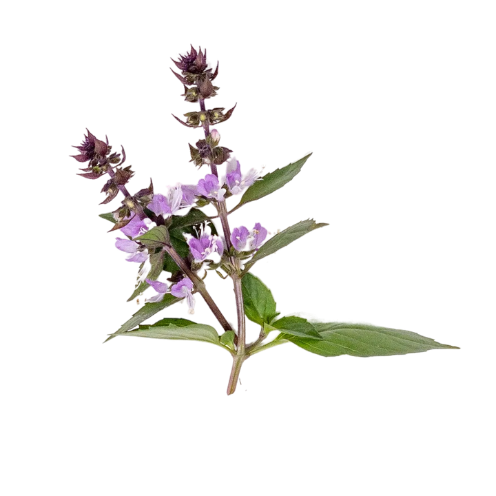 Flor de Manjericão Thai