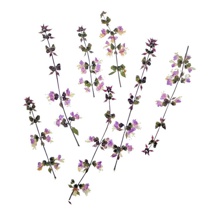 Dried and Pressed Basil Flower