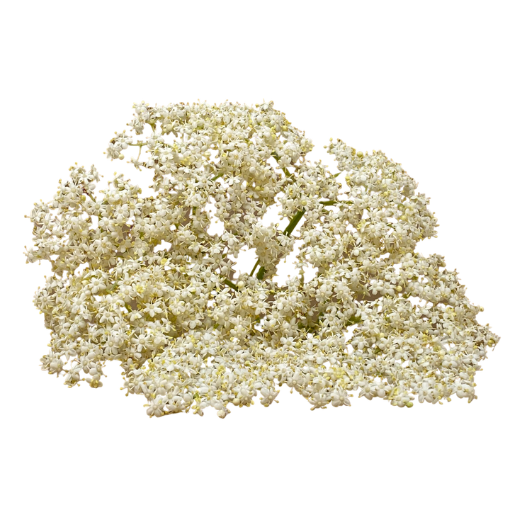 Flor de Sabugueiro