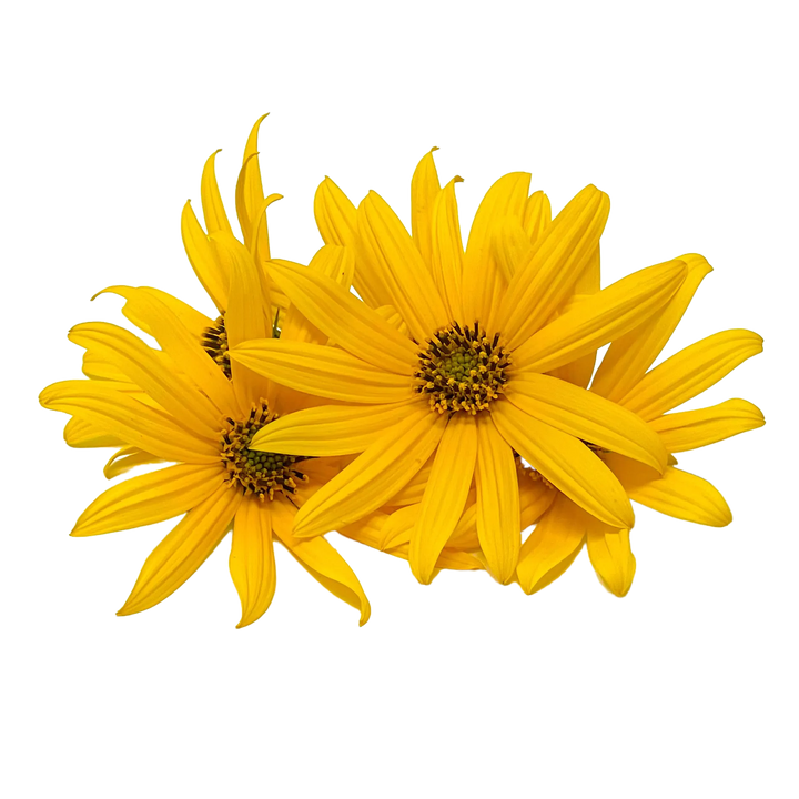 Flor de Tupinambo