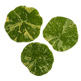 Folhas de Nasturtium Alaska Desidratadas e Prensadas