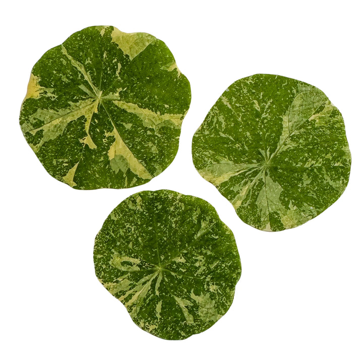 Dried and Pressed Alaska Nasturtium Leaves