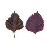 Folha de Shiso