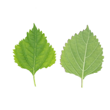 Folha de Shiso