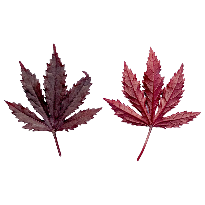 Feuille d’Hibiscus