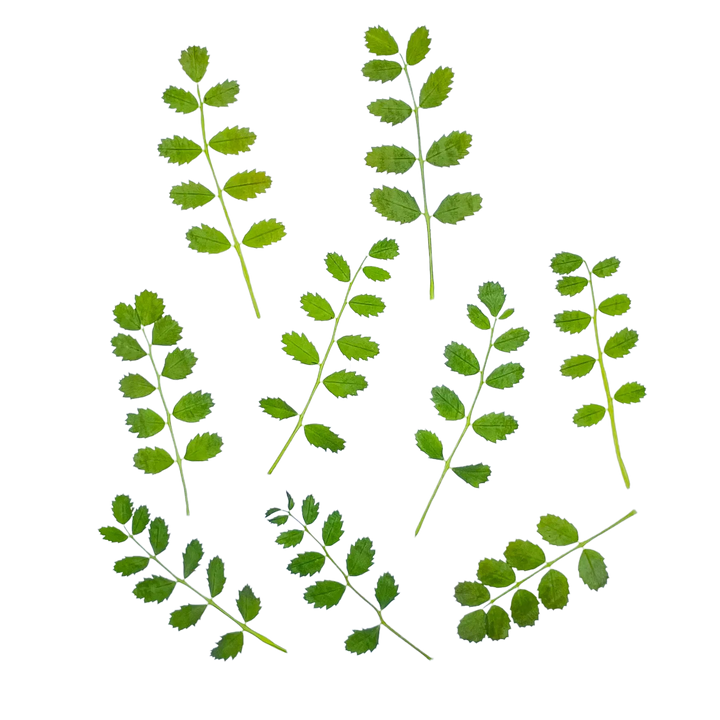 Dried and Pressed Chickpea Leaves