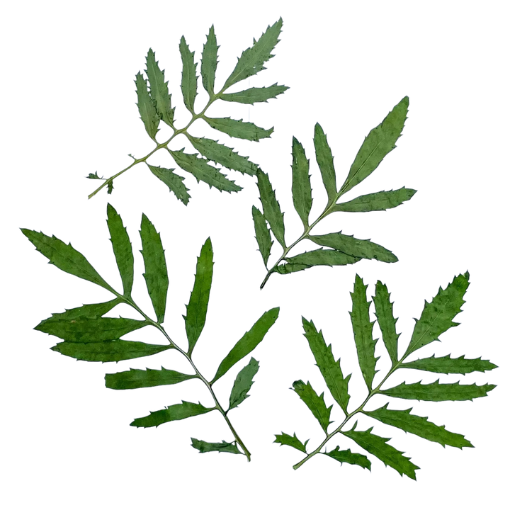 Dried and Pressed Tagetes Leaves