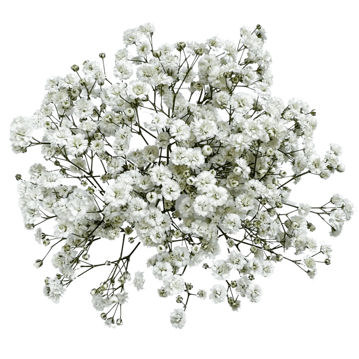 Gypsophila