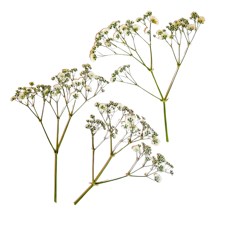 Dried and Pressed Gypsophila