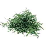 Cervina Mint